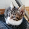 ③可愛い仔猫優しい家族を探して… サムネイル5