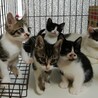 ③可愛い仔猫優しい家族を探して… サムネイル6