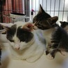 ③可愛い仔猫優しい家族を探して… サムネイル7