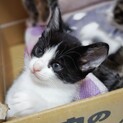 ④可愛い仔猫優しい家族を探して…