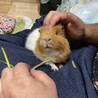 綾月
