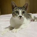 再募集。人馴れ抜群の美猫女子★キジシロ