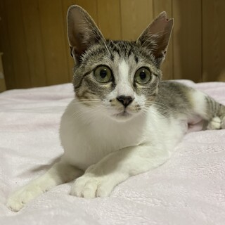 再募集。人馴れ抜群の美猫女子★キジシロ