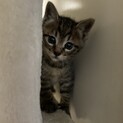 オス　キジ猫　♧大ちゃん(生後1か月前後)