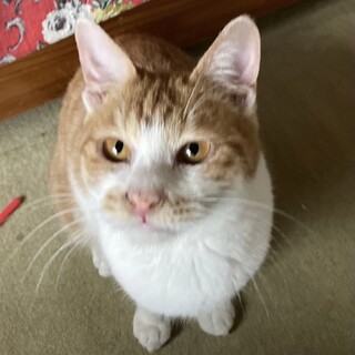 【金ごま】おかげさまで里親様が決まりました。