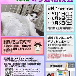 猫にゃんネットワーク府中★猫の譲渡会＆野良猫相談会 サムネイル1