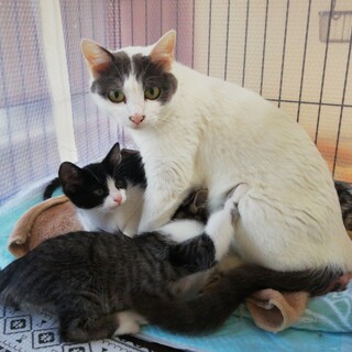 可愛いルカちゃん優しい家族を探して…