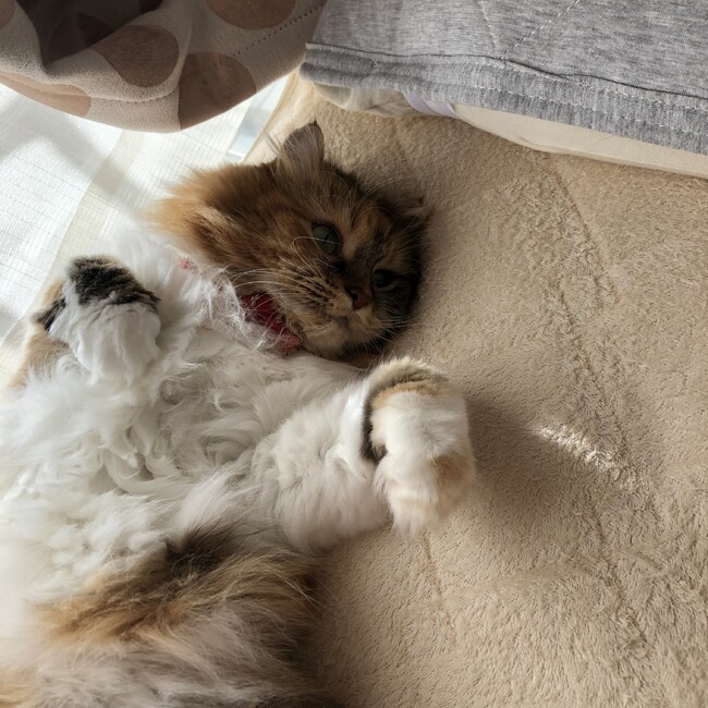 イティコのカバー写真