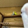 ちびゆーほ