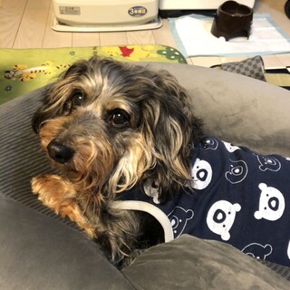 ☆ななちゃん☆里親さま決定☆