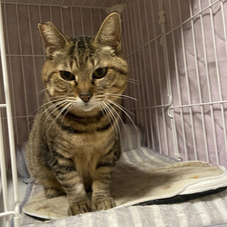 なでなで大好き、とっても活発！多摩川シマちゃん♫