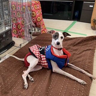 イタグレ「こはる」７ヶ月　