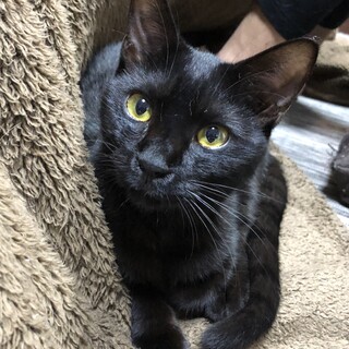 超甘えん坊でヤンチャ！元気な黒オスくん★