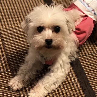 ご機嫌なフリフリ尻尾がかわいい♡トトリちゃん