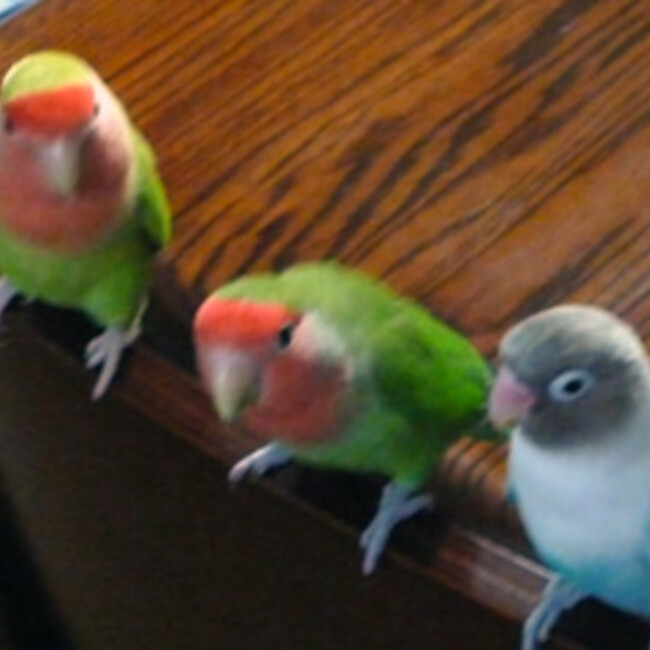  hyper joeのカバー写真