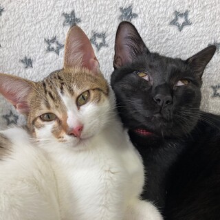 元気いっぱいの流星くん、６ヶ月の男の子です。