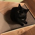 可愛い穏やか黒猫11ヶ月