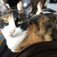 チビ
