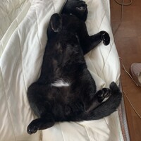 レオ