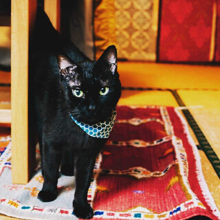 ビッグボイスのイケニャン『ロビン』