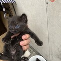 猫ちゃん　生後約1ヶ月
