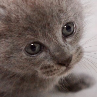 ちっちゃい赤ちゃん猫、グレーのチビにゃん！