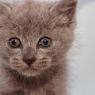 ちっちゃい赤ちゃん猫、グレー一色のチビにゃん！