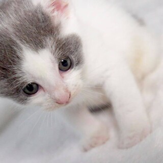ちっちゃい兄妹赤ちゃん猫、白グレーのチビにゃん！