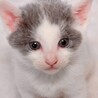 ちっちゃい兄妹赤ちゃん猫、白グレーのチビにゃん！ サムネイル5