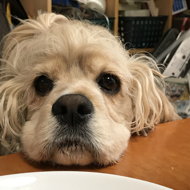 ハグたんのカバー写真
