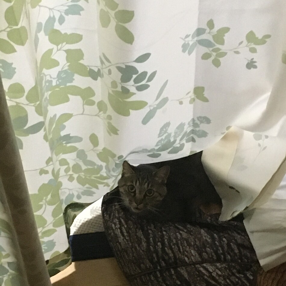 虎太郎のカバー写真