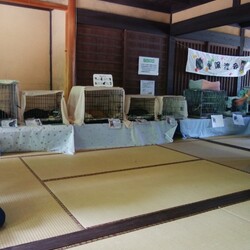 開催中止❗️❗️第１６回保護猫譲渡会in山口県 サムネイル3