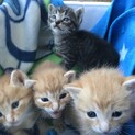 生後1〜2ヶ月茶トラ♂、キジトラ♀の子ネコ