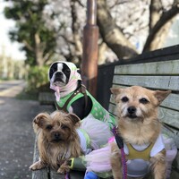イブ、チョコ、コリ