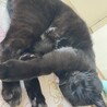 さくらもちのはっぱ