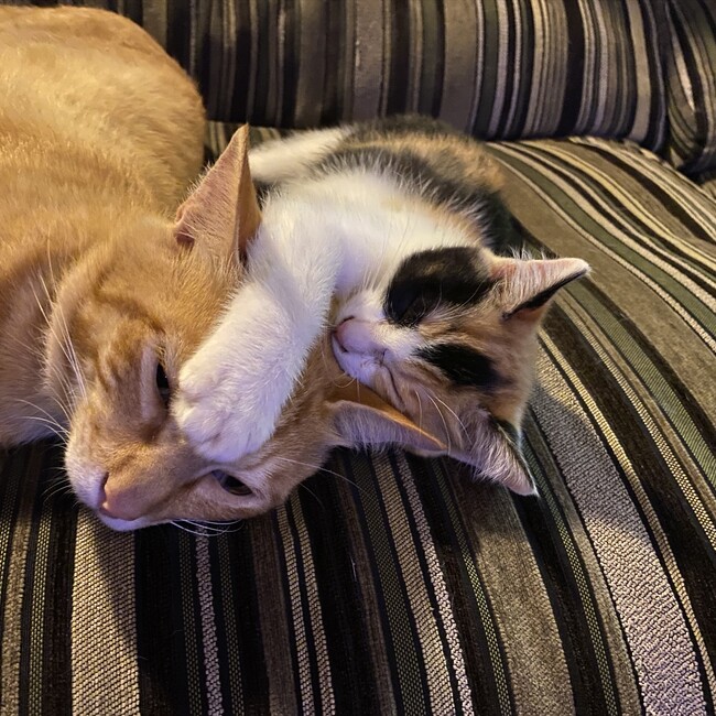 めるおのカバー写真