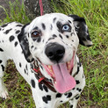 元気なダルメシアンの女の子です！