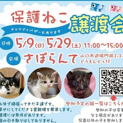保護ねこ譲渡会inさぽらんて