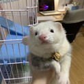 オスフェレットです。