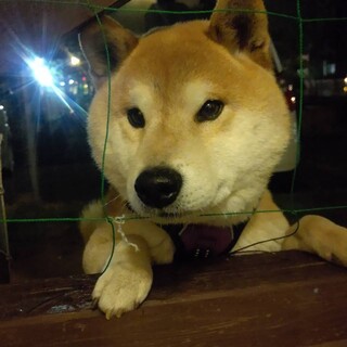 保護犬を迎えませんか？飼育放棄♂柴犬