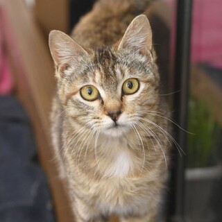 甘くて愛情深いポンポン