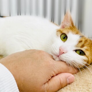 構ってちゃんな三毛猫さん!!