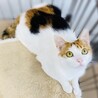 構ってちゃんな三毛猫さん!! サムネイル5