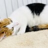 構ってちゃんな三毛猫さん!! サムネイル7