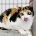 まん丸フェイスのミケ猫ちゃん!!