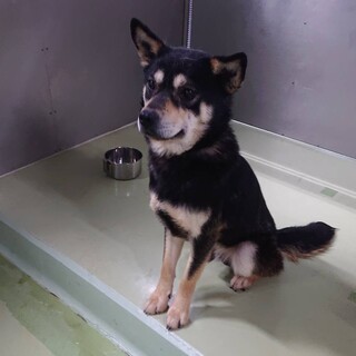 多頭飼育からの男の子　可愛く尻尾フリフリ