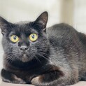 実は甘えんboyな黒猫くん!!