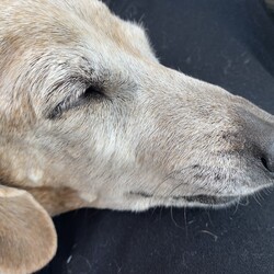 今日のくーさん