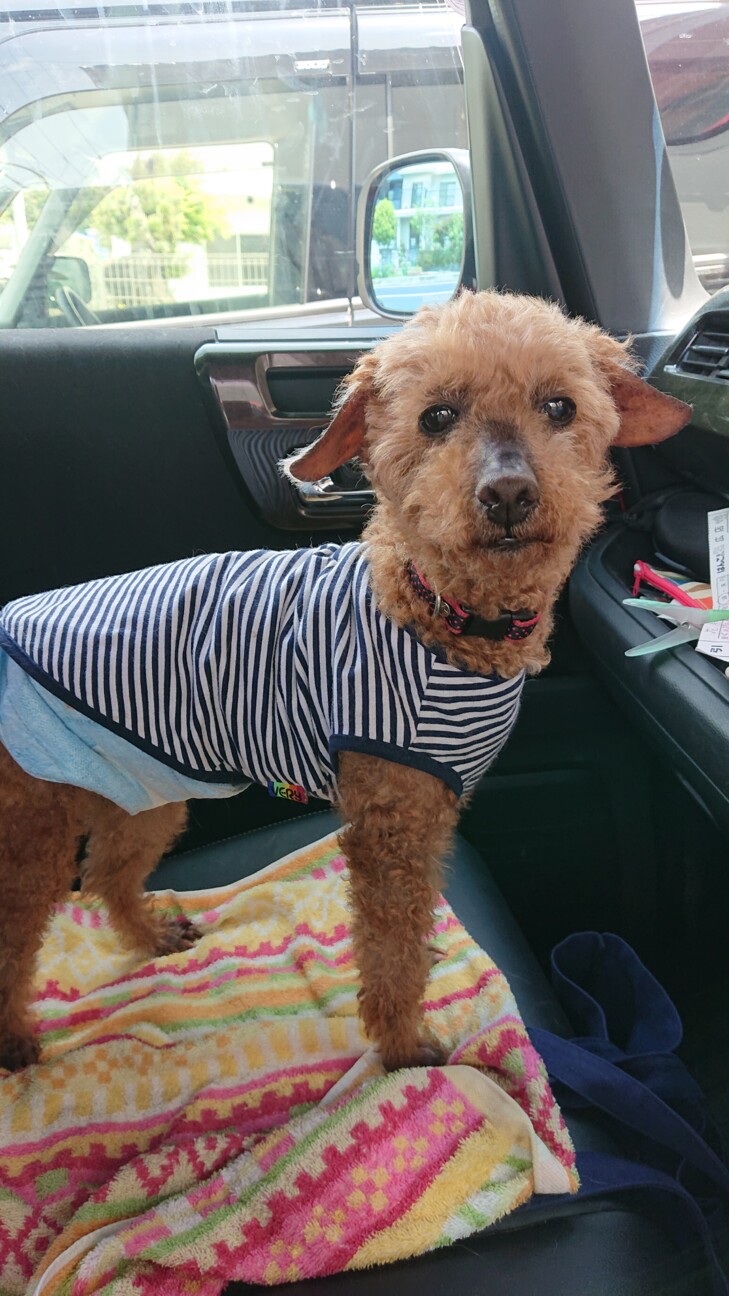 穏やかでかわいらしいおじいちゃんプードル サムネイル2