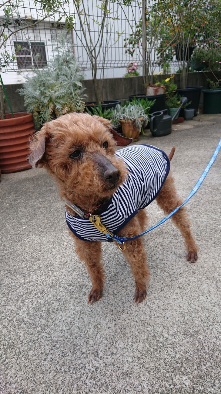 穏やかでかわいらしいおじいちゃんプードル サムネイル3